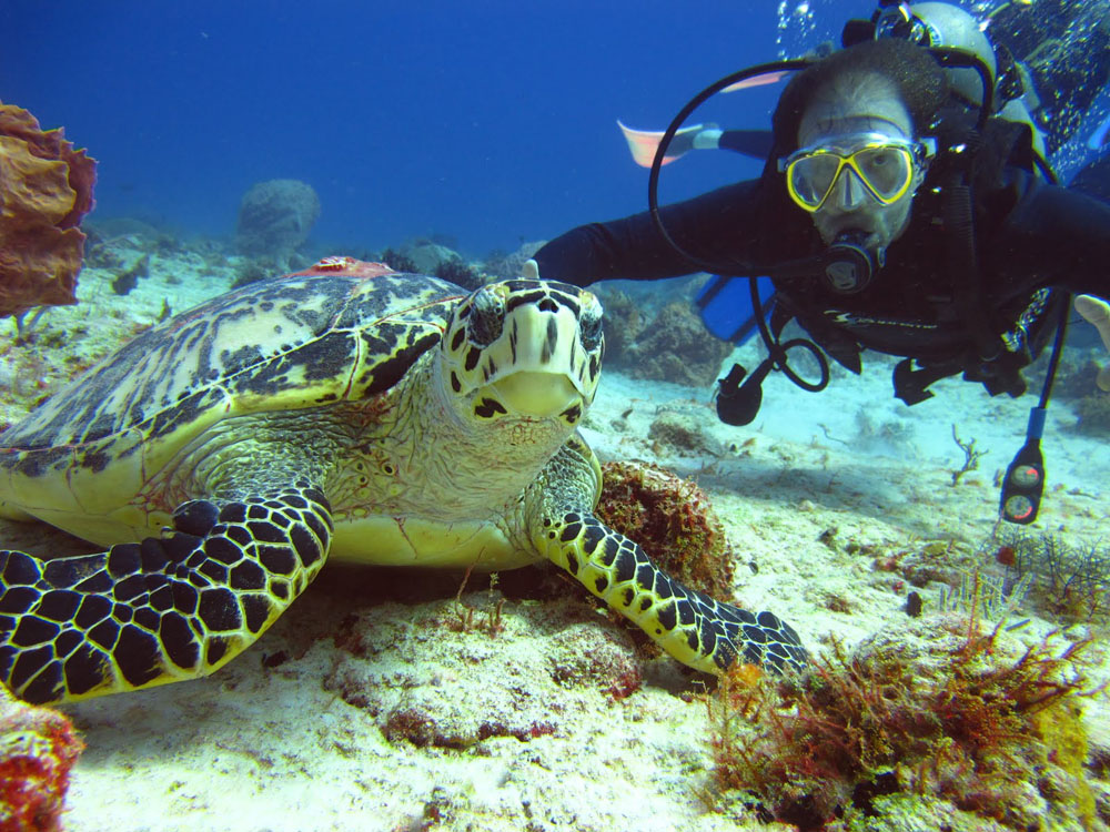 Nota sobre Buceo con tiburones en las playas de México