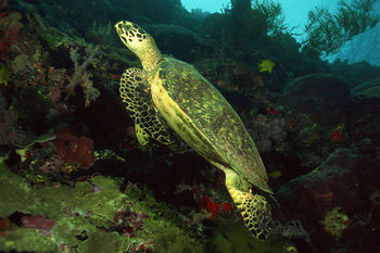 Nota sobre Parque Nacional Arrecife Alacranes