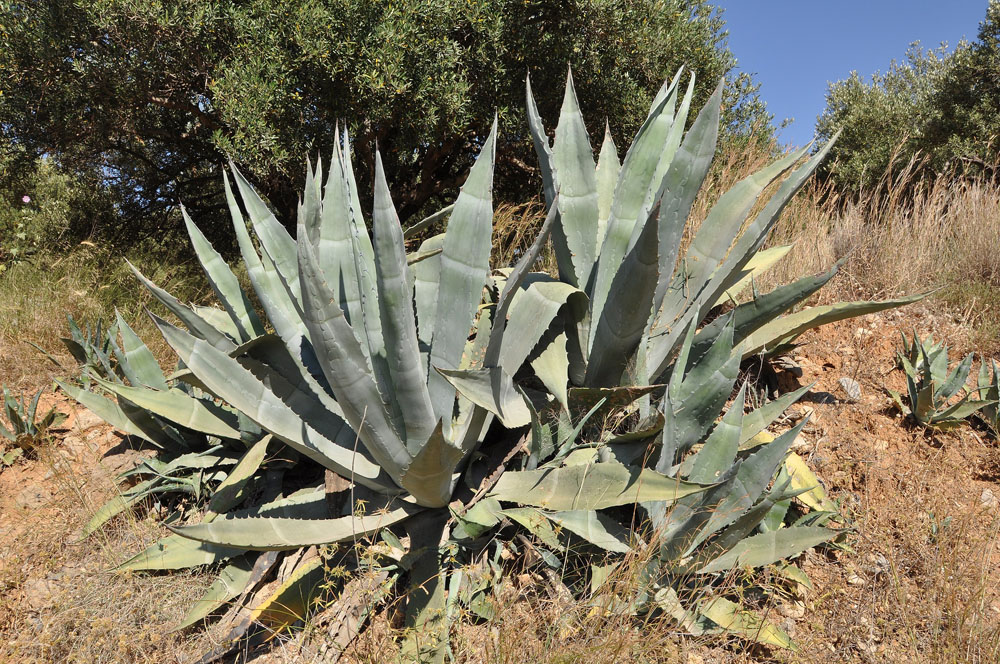 Nota sobre El paisaje agavero en Tequila, Jalisco