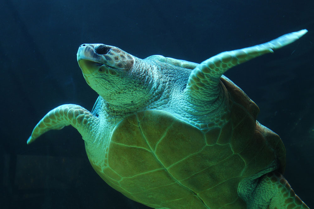 Nota sobre Acércate a la naturaleza a través de Mahahual