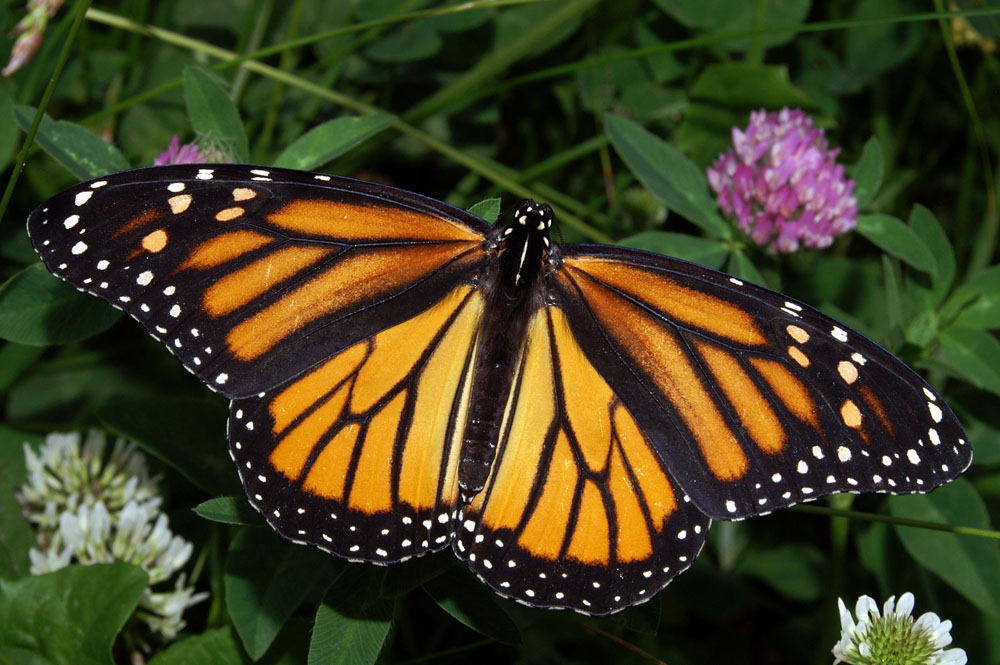 Nota sobre Biosfera de la mariposa monarca declarado Patrimonio de la Humanidad