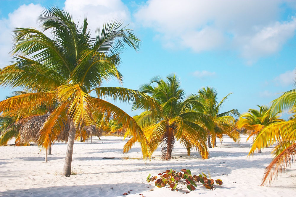 Nota sobre Visita y disfruta la hermosa zona del Caribe Mexicano