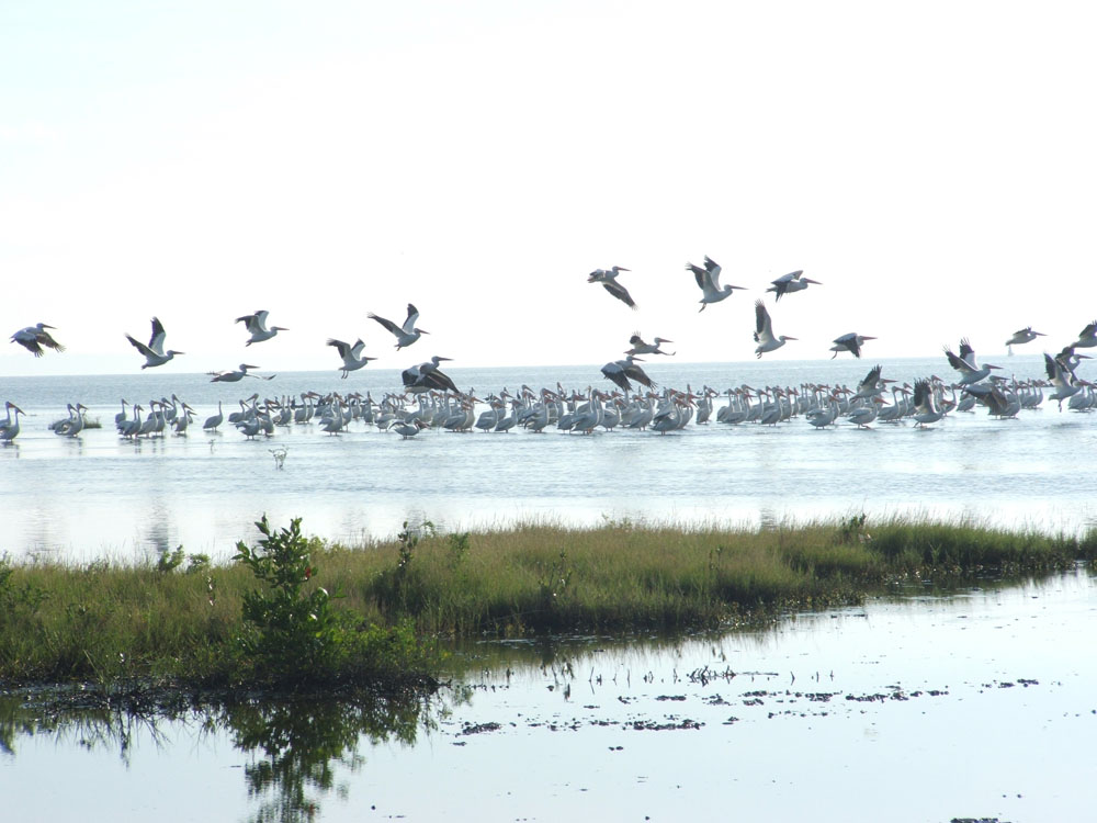 Imagen de Barra de Cazones