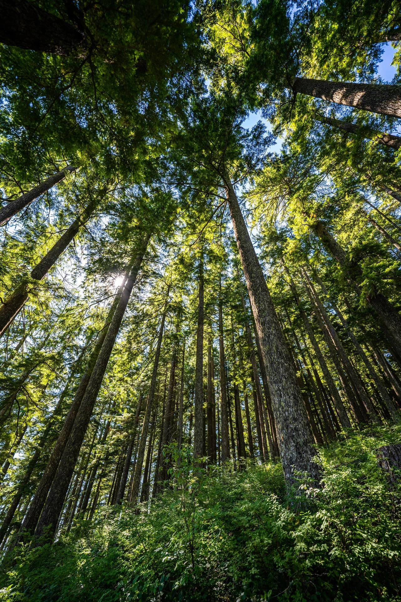 Nota sobre La deforestación, un problema de dimensiones catastróficas