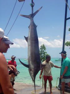 Nota sobre 20 Torneo internacional de pesca deportiva del pez vela