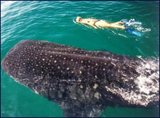 Nota sobre Nado con Tiburón Ballena