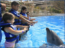 Nota sobre Delfines para Niños "Cabo Dolphins"