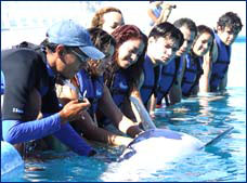 Nota sobre Encuentro con Delfines "Cabo Dolphins"