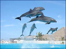 Nota sobre Encuentro con Delfines "Cabo Dolphins"