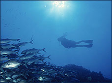 Nota sobre Buceo en Los Cabos