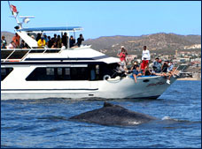 Nota sobre Avistamiento de Ballenas con Cena