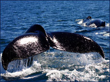 Nota sobre Avistamiento de Ballenas en Mazatlán 