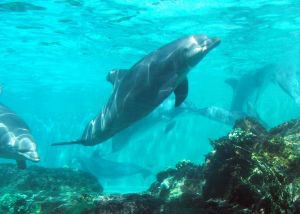 Nota sobre Nado con Delfines en Cancún