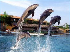 Nota sobre Encuentro con Delfines "Vallarta Adventure"