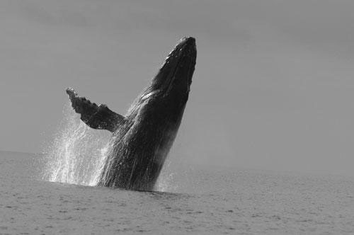 Nota sobre Festival de la ballena gris La Paz Baja California Sur