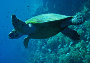 Nota sobre Tortugas marinas en la costa de Riviera Nayarit 