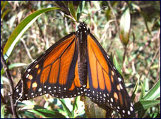 Nota sobre Mariposa Monarca 