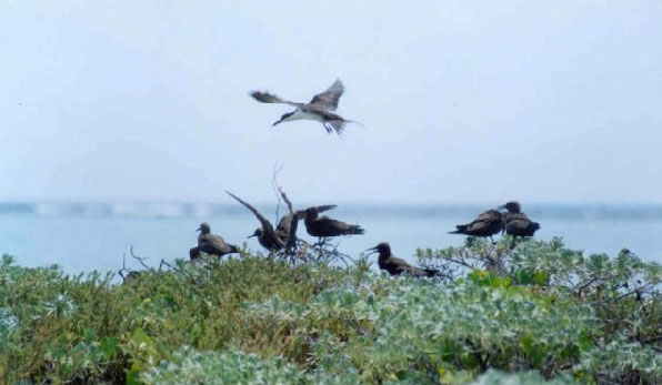 Nota sobre Isla Pájaros en Holbox