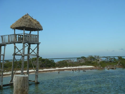 Nota sobre Observación de aves en Holbox