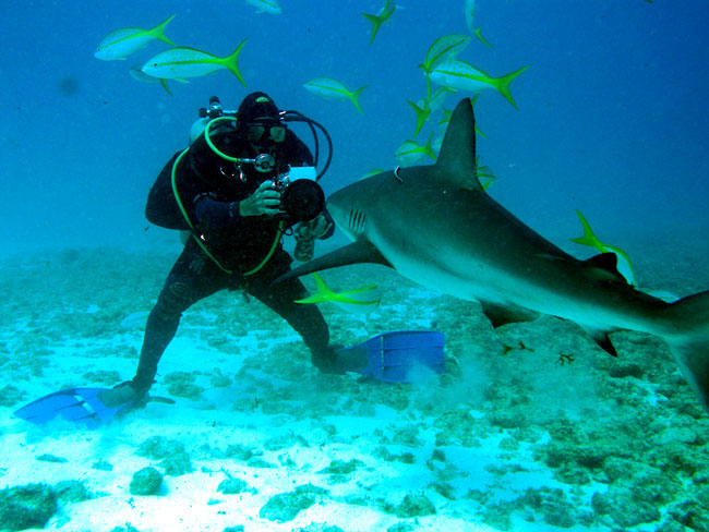 Nota sobre Bucear con tiburones toro en los mares de México 