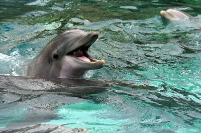 Nota sobre Nadar con delfines en Puerto Vallarta 