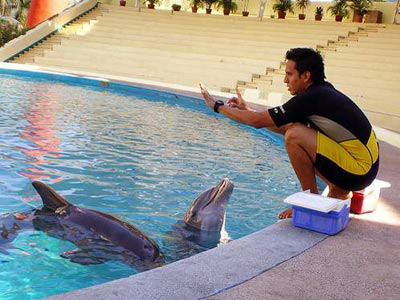 Nota sobre Nado con delfines en Acapulco 