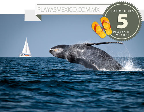 Nota sobre Las mejores playas de México para ver ballenas 