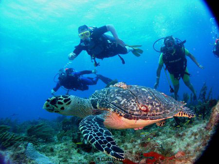 Nota sobre Tips para bucear en Cozumel&#8232;&#8232;