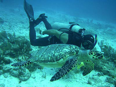 Nota sobre Boca de Iguanas y Cuixmala, tesoros de la Costalegre 