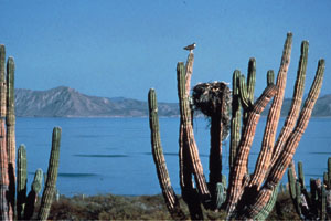 Nota sobre Las encantadoras playas de Sonora 