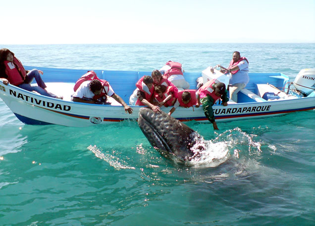 Nota sobre Avistamiento de la Ballena Gris, Ensenada Baja California