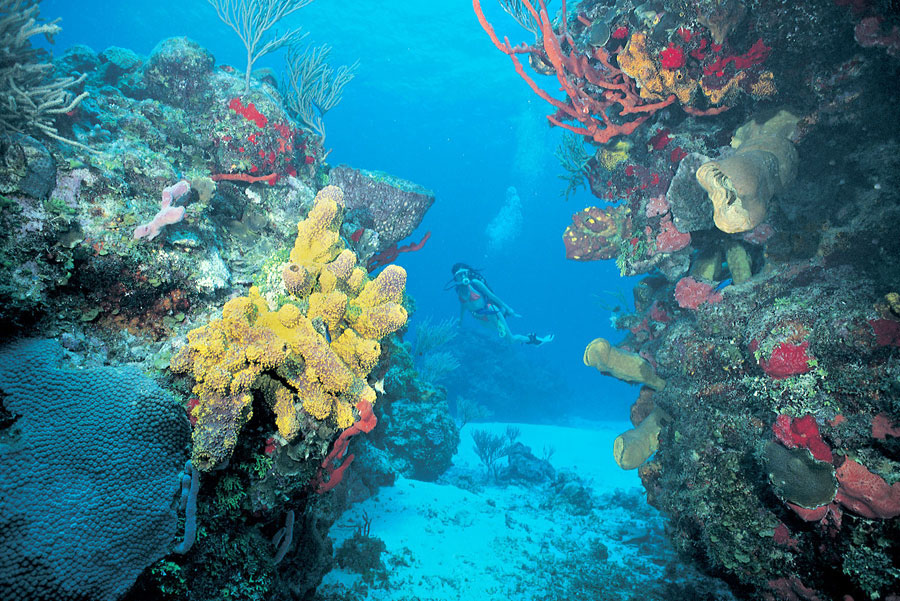 Nota sobre El hechizo del Arrecife Mesoamericano