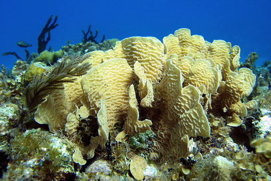 Nota sobre Biosfera de Sian Ka’an, el sitio donde nace el cielo