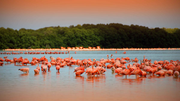 Nota sobre Algunas experiencias ecoturísticas en las playas de México