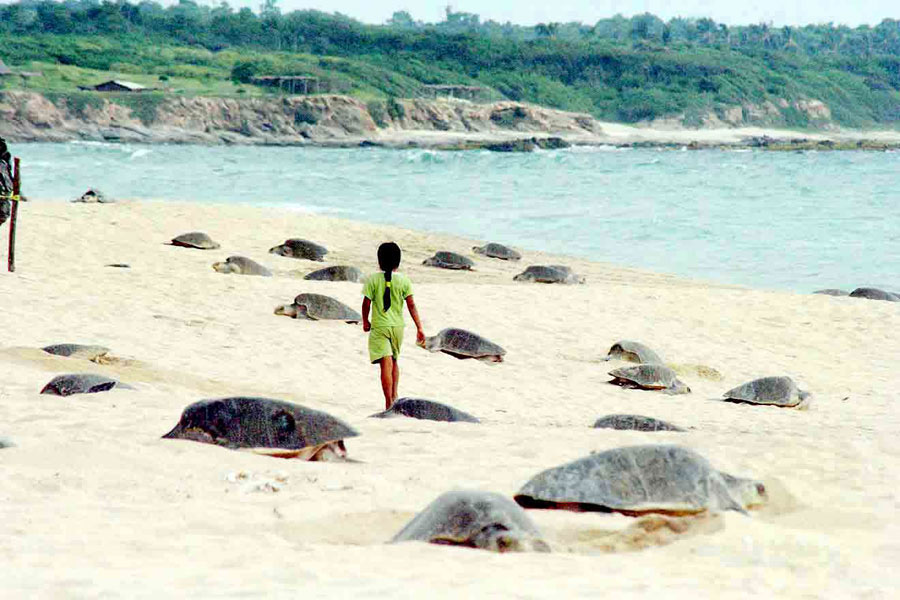 Nota sobre Michoacán, playas y naturaleza