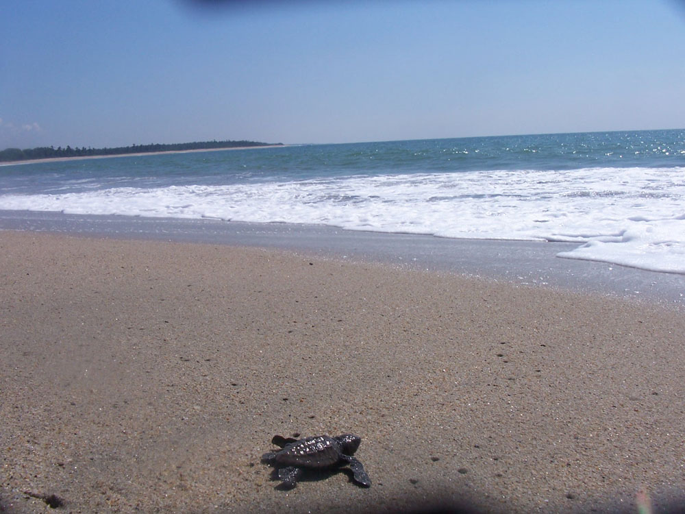 Nota sobre Marquelia y sus hermosas playas