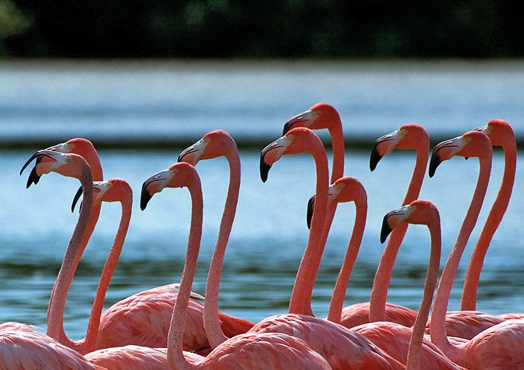 Nota sobre Ría Lagartos y las Coloradas, naturaleza en Yucatán