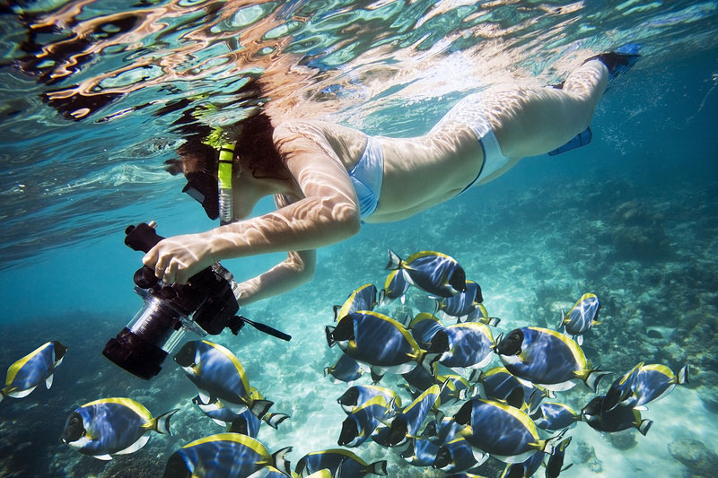 Nota sobre Buceo con tiburones en las playas de México