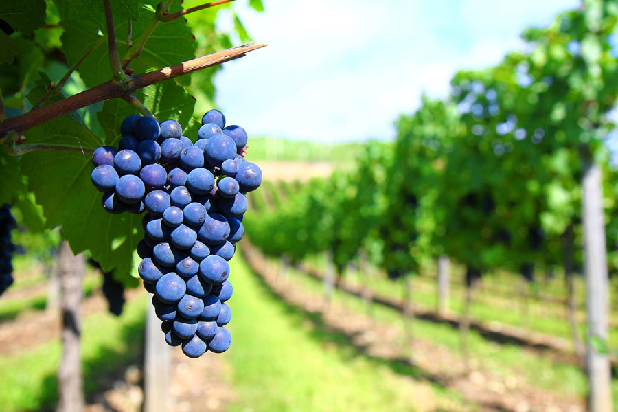 Nota sobre La Ruta del Vino de Baja California