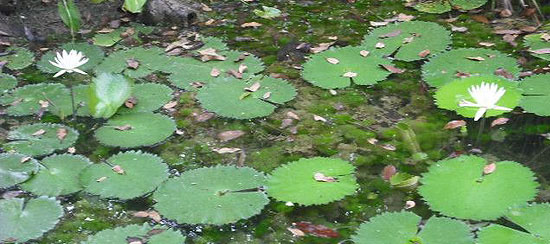 Nota sobre Parque Balam- Ka´ax, Campeche