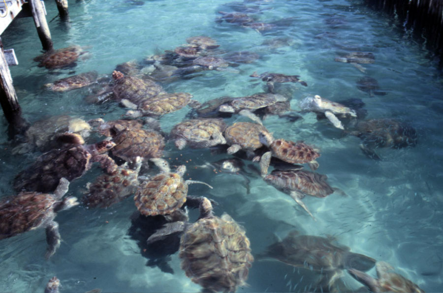 Nota sobre Parque Tortugranja, Quintana Roo