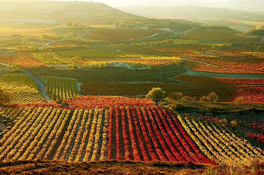 Nota sobre Ruta del Vino, Baja California