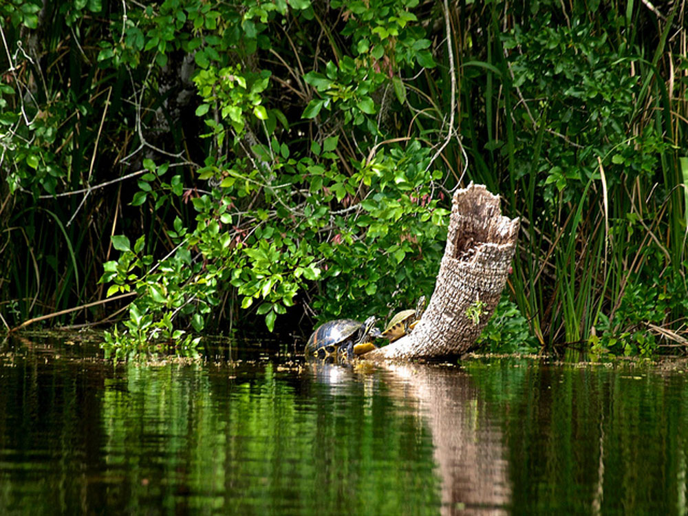 Nota sobre Ruta de las grandes ruinas mayas del sur, Costa Maya