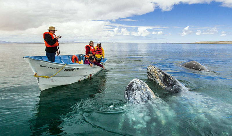 Nota sobre Laguna San Ignacio, Baja California Sur