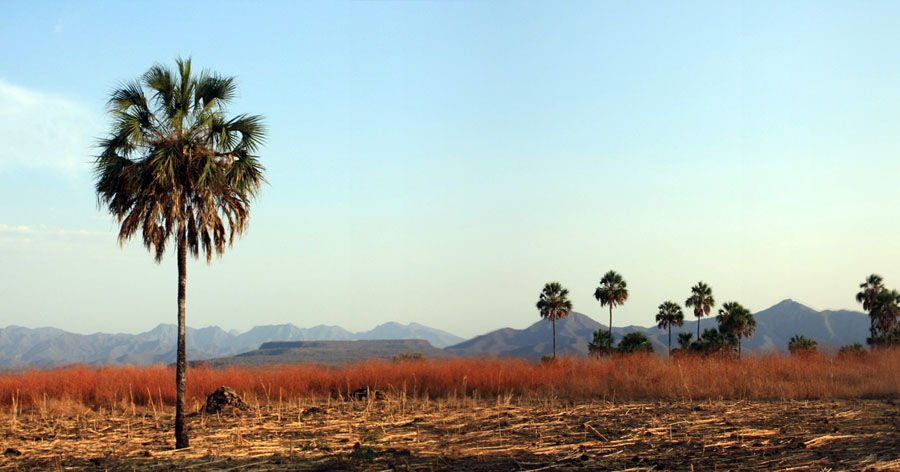 Nota sobre Reserva de la biosfera Zicuirán Infiernillo, Michoacán