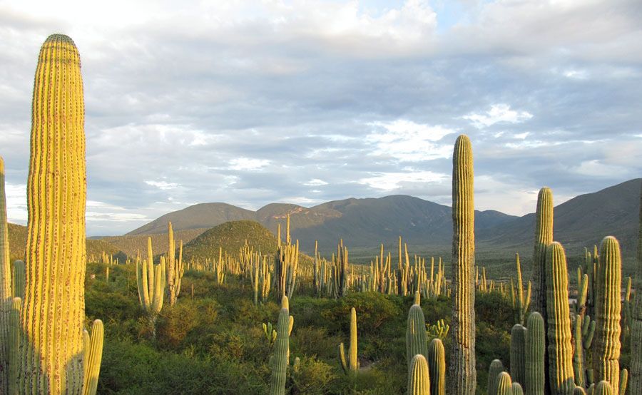 Nota sobre Volcán Tacaná, Chiapas