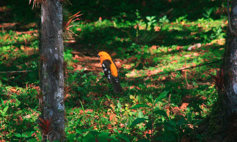 Nota sobre Reserva de la Biósfera El Triunfo, Chiapas