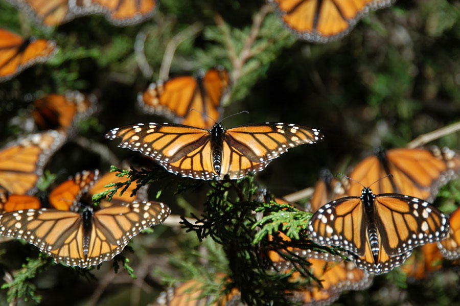 Nota sobre Santuarios de la Mariposa Monarca