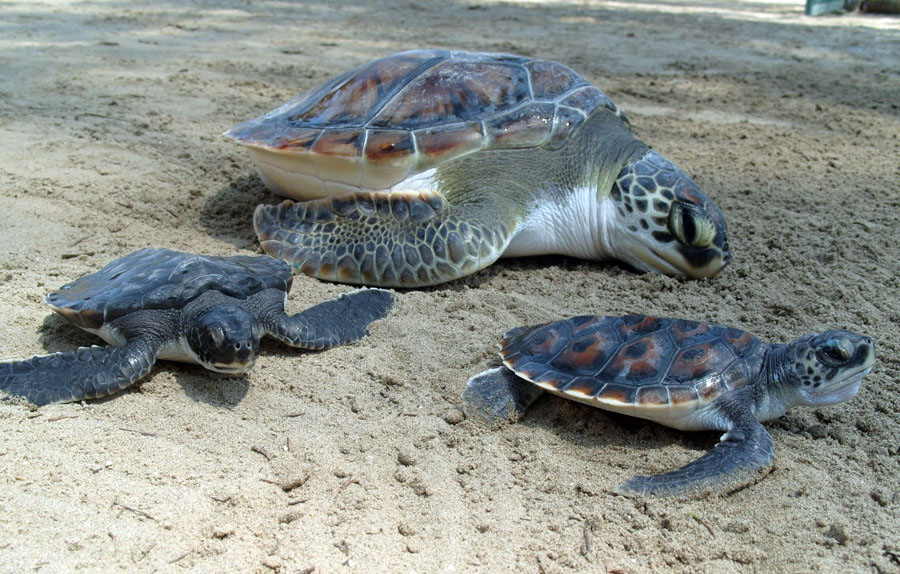 Nota sobre Santuarios de la Tortuga Marina