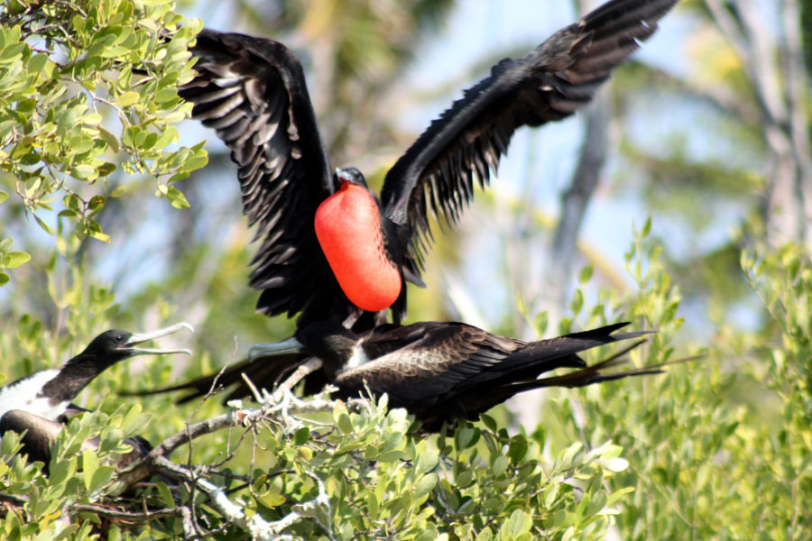 Nota sobre Santuario Natural de Aves Isla Contoy